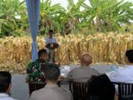 Panen raya jagung serentak di dua lokasi hasil tanam Kuartal III yang dilakukan Polres Serang seluas 5 hektar Panen raya jagung serentak di dua lokasi hasil tanam Kuartal III yang dilakukan Polres Serang seluas 5 hektar