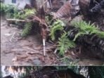 KSB Pagelaran Bersama Tim Terkait Bantu Warga Rumahnya Tertimpa Pohon Kelapa KSB Pagelaran Bersama Tim Terkait Bantu Warga Rumahnya Tertimpa Pohon Kelapa